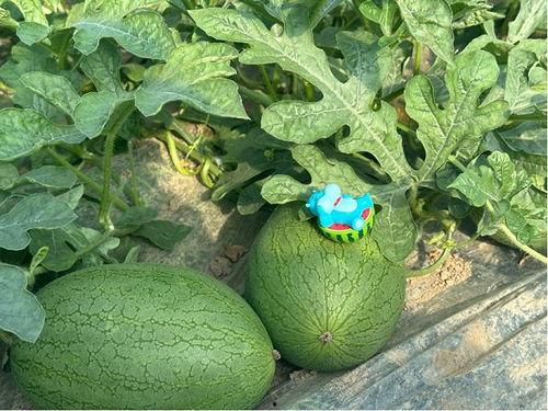 小盒吃瓜,揭秘娱乐圈背后的秘密与真相