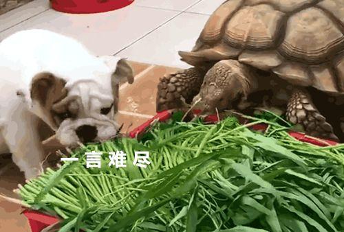 小狗可以吃蒲瓜吗怎么吃,小狗也能享用的夏日美味