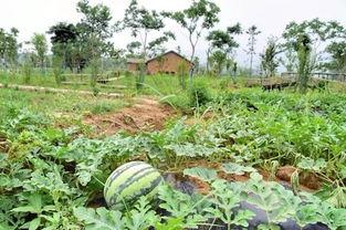 IM吃瓜社,娱乐圈幕后风云