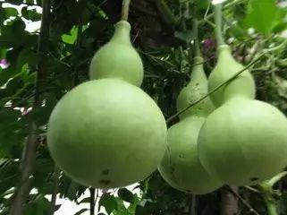 可以吃瓜的职业,揭秘那些可以吃瓜的职业