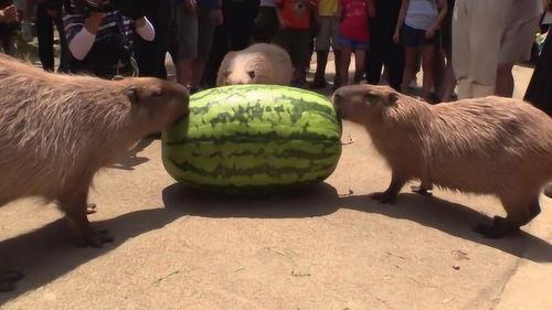 可以吃瓜的职业,揭秘那些可以吃瓜的职业