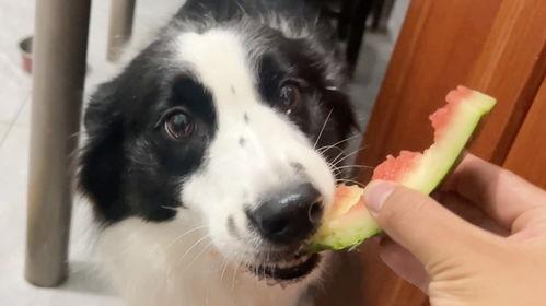 狗子吃京瓜好吗,美味还是禁忌？