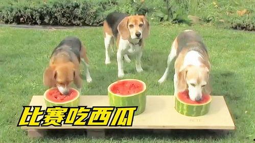 狗子吃京瓜好吗,美味还是禁忌？