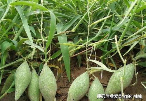 山长吃瓜,揭秘网络热传的神秘事件