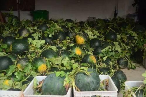 山长吃瓜,揭秘网络热传的神秘事件