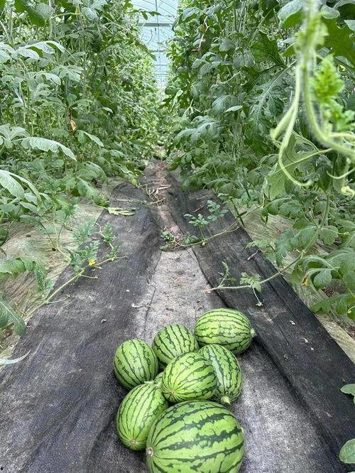 山长吃瓜,揭秘网络热传的神秘事件