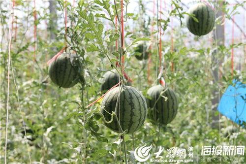 五一免费吃瓜,免费瓜果盛宴来袭！