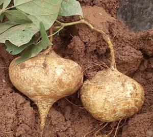 孕妇可以吃土瓜吗,土瓜的适宜与禁忌