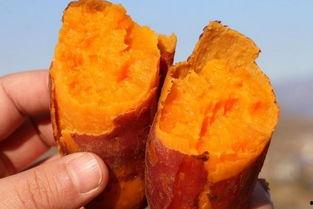 孕妇可以吃土瓜吗,土瓜的适宜与禁忌