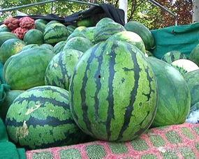 楼瓜怎样吃,解锁美味新体验