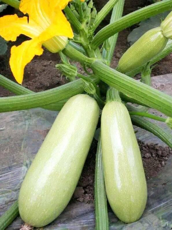 中午吃西葫芦瓜