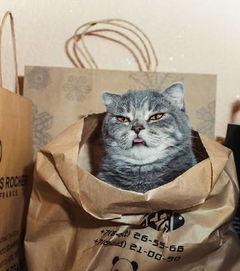 微微猫吃瓜大赛