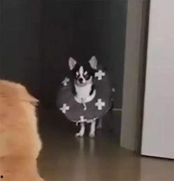 微微猫吃瓜大赛  第3张