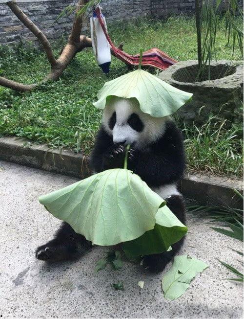 做梦梦到熊猫吃瓜,瓜果飘香的奇幻之旅  第3张