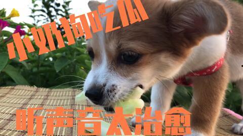 吃瓜和狗狗,趣味横生的宠物日常