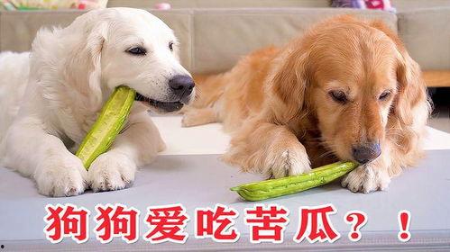 吃瓜和狗狗,趣味横生的宠物日常  第2张