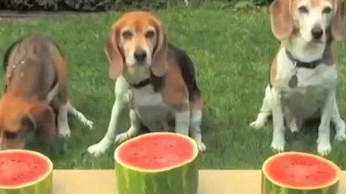 吃瓜和狗狗,趣味横生的宠物日常  第3张