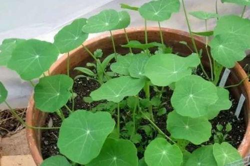 呆瓜吃植物,一场奇妙的植物探索之旅