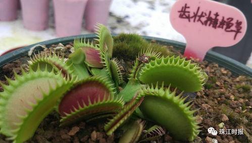 呆瓜吃植物,一场奇妙的植物探索之旅  第2张