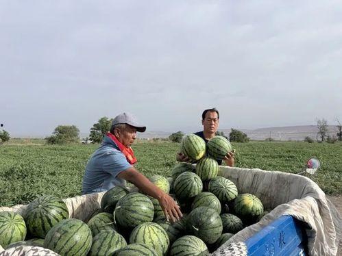 在野吃瓜,揭秘娱乐圈幕后故事