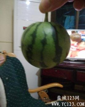 最新盐城吃瓜事件,揭秘背后真相与网络热议  第2张