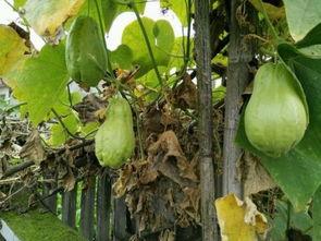 吃土耳瓜,探寻土耳其瓜的独特风味与营养价值  第2张