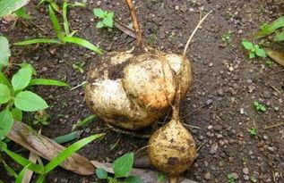 吃土耳瓜,探寻土耳其瓜的独特风味与营养价值  第3张