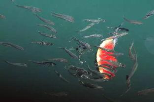 小鱼的吃瓜  第3张